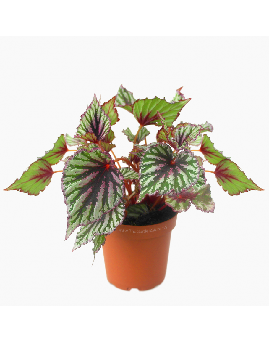Begonia Rex